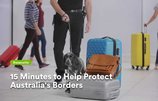 A biosecurity detector dog, a grey and white Cocker Spaniel, sniffs luggage on the floor of a busy airport terminal while being handled by a uniformed officer. Colourful suitcases and travellers are visible in the background. Text overlaid on the image reads 