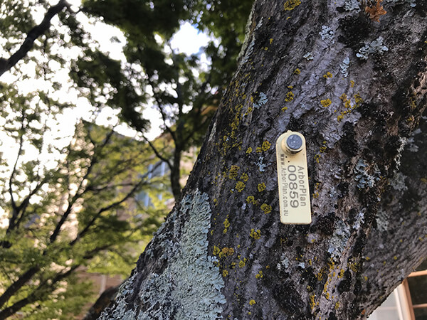 An ArborPlan monitoring tag on trunk