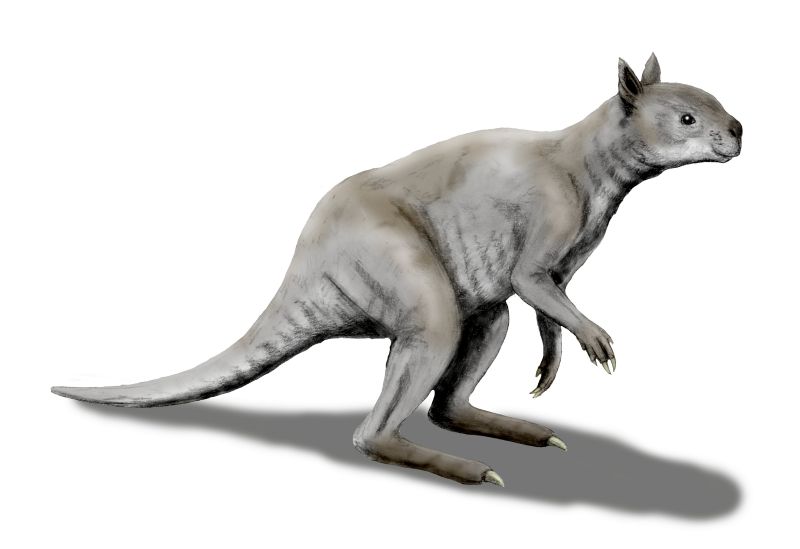 Short-faced kangaroo