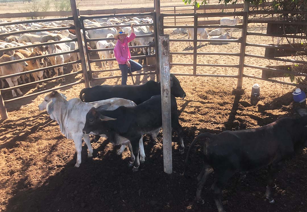 Ellie Ireson in a cattle yard in the Northern Territory.