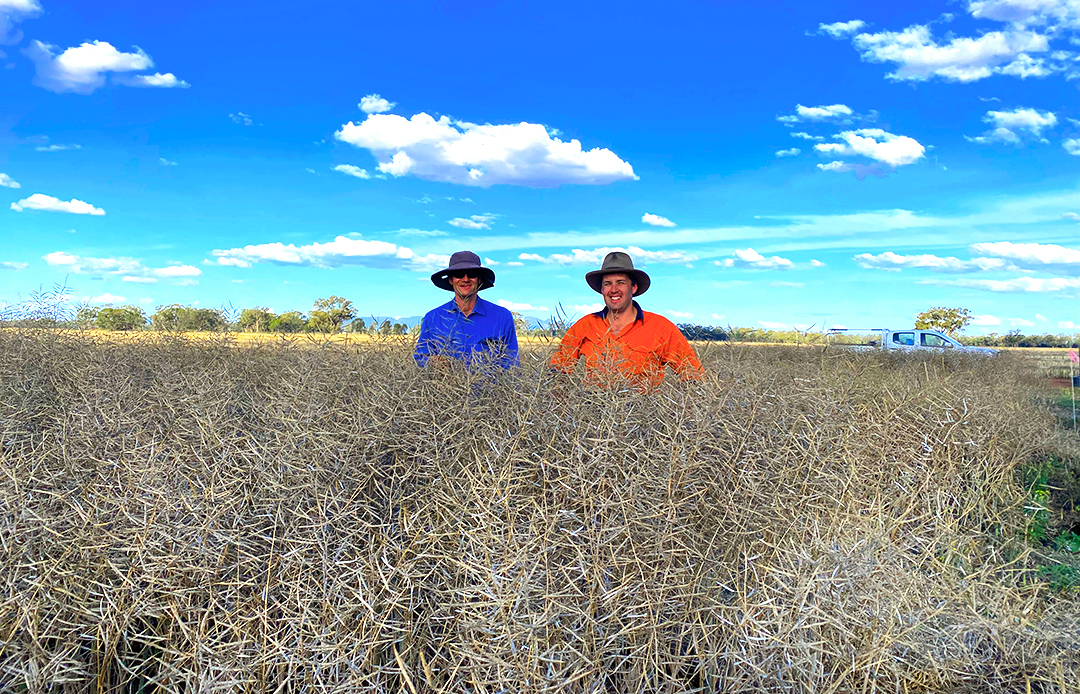 Dr Richard Flavel and Mr Craig Birchall stand in a canola field during harvest.