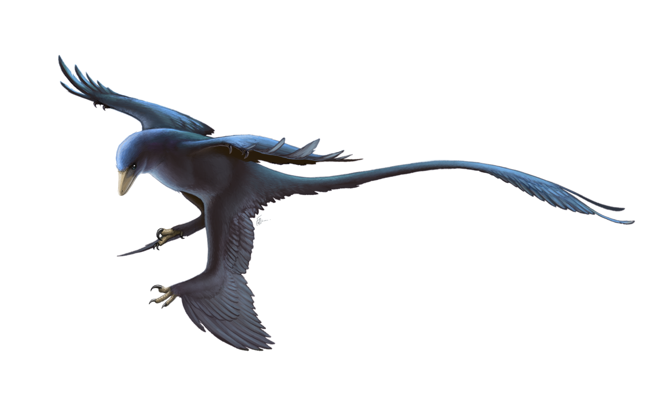 Illustration of the feathered dinosaur, Microraptor, which was adapted to catch slippery prey with its feet, similar to living hawks and ospreys. 
