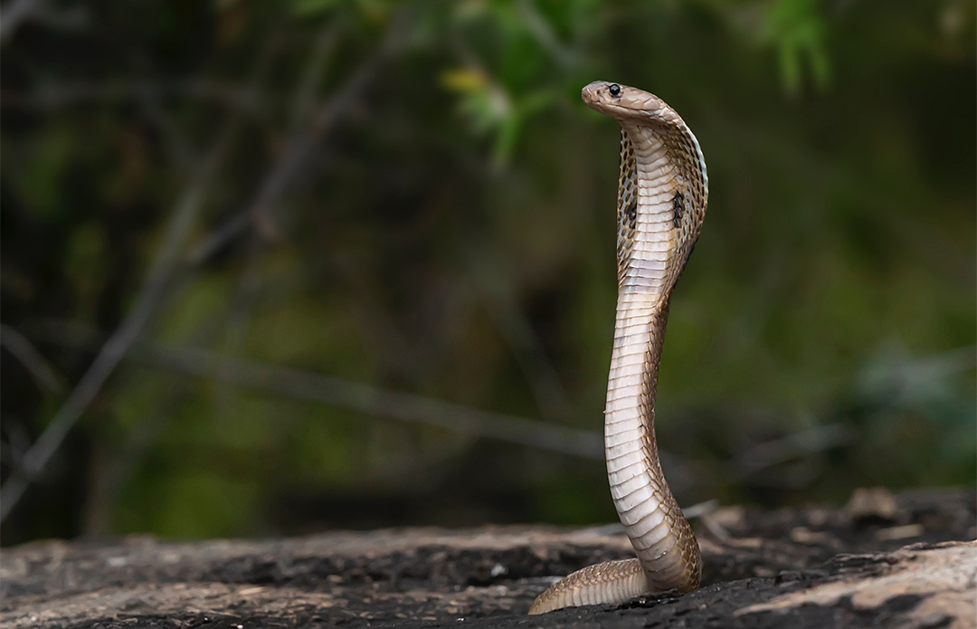 Picture of a snake