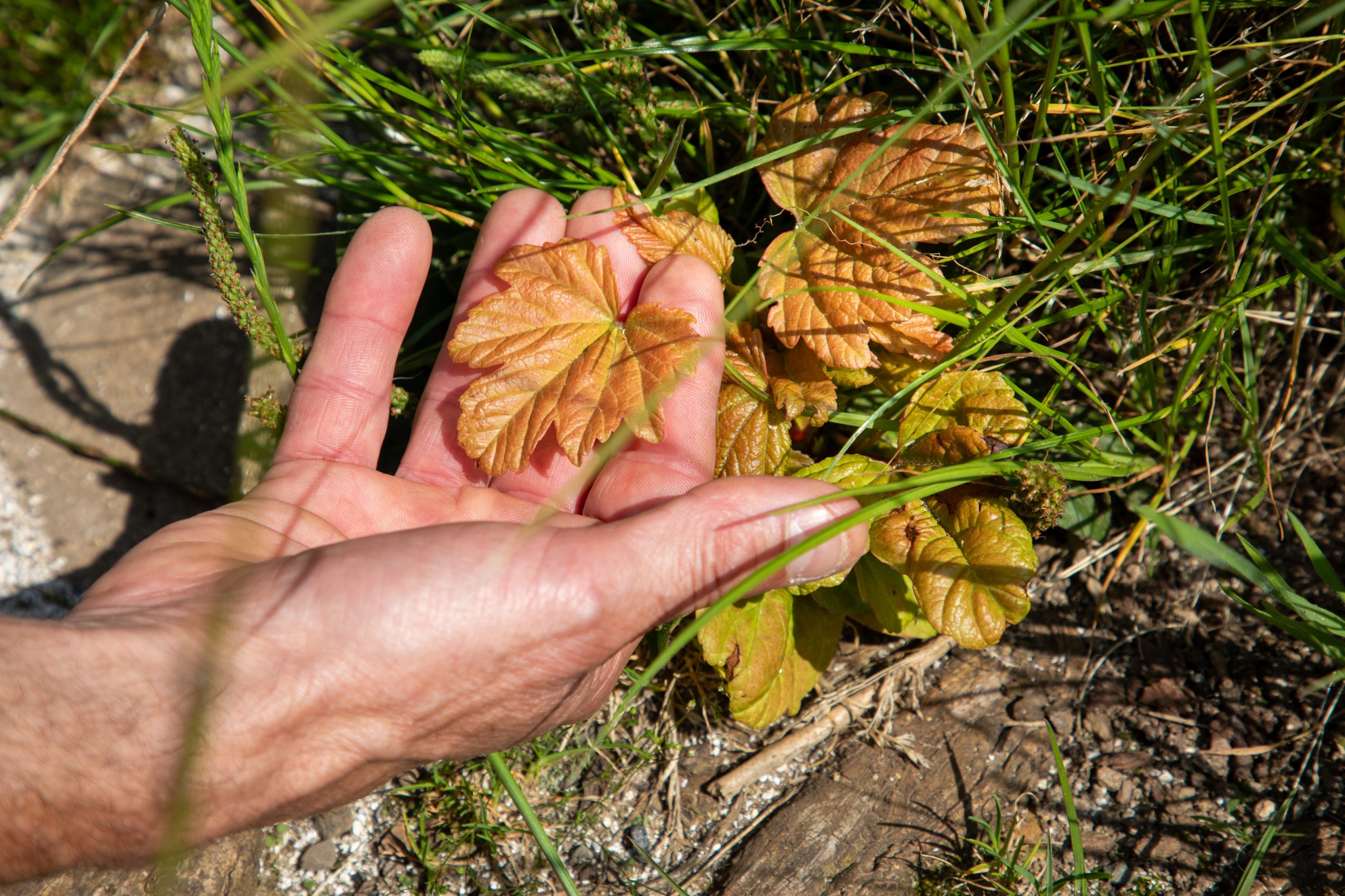 New shoots appearing on the Sycamore Gap stump