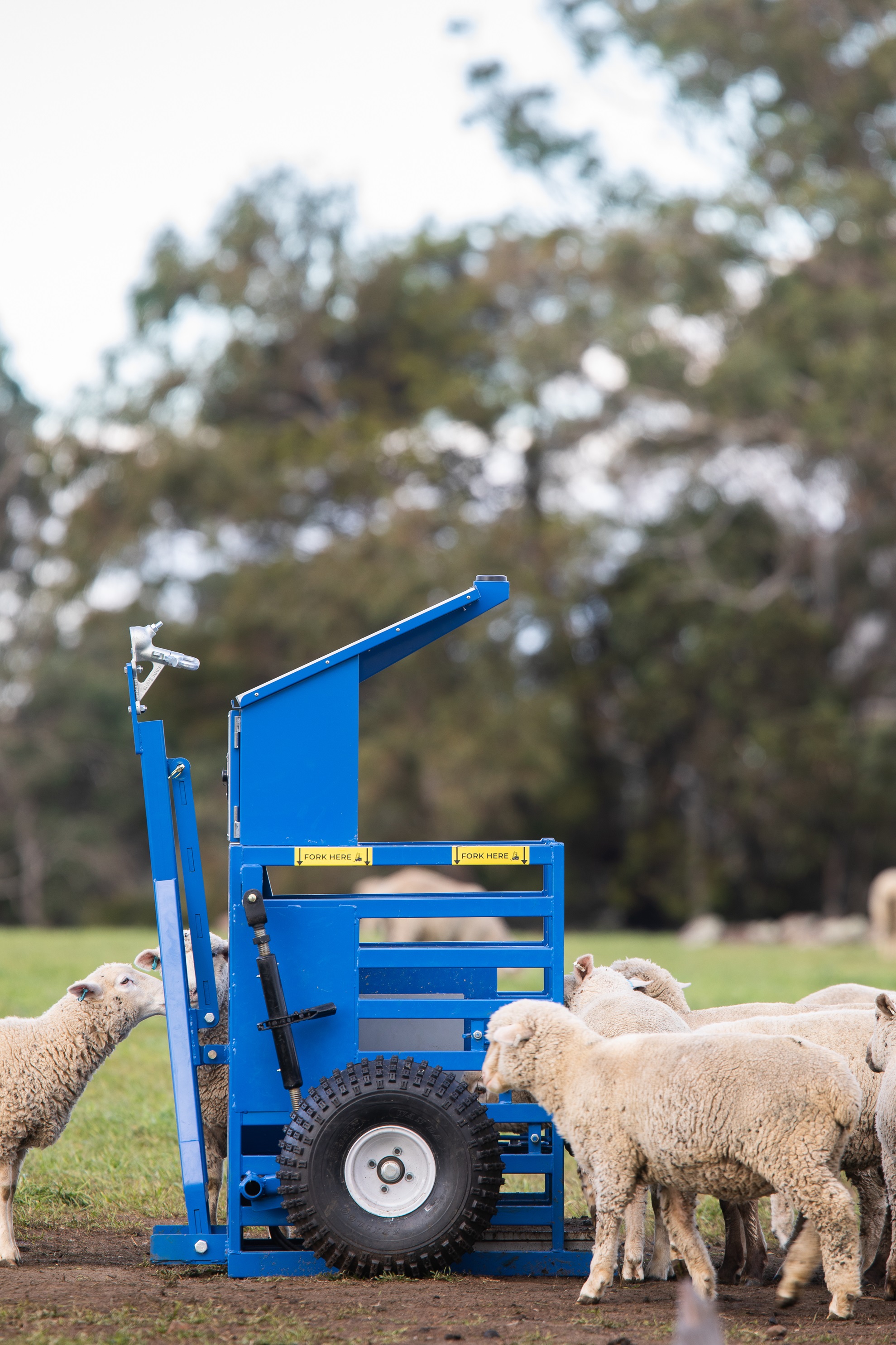 Sheep using Opti Weight device