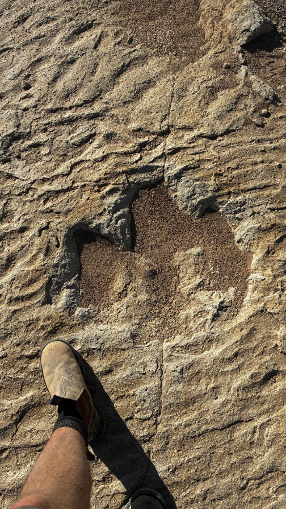 A dinosaur footprint 