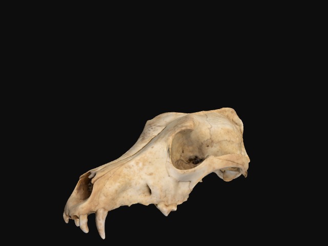 A 3D scan of a 1,000-year-old-plus dingo cranium recovered from the Nullarbor Plains