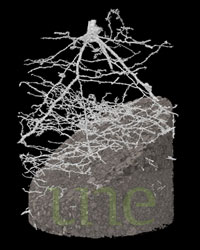 Visualisation of plant root system
