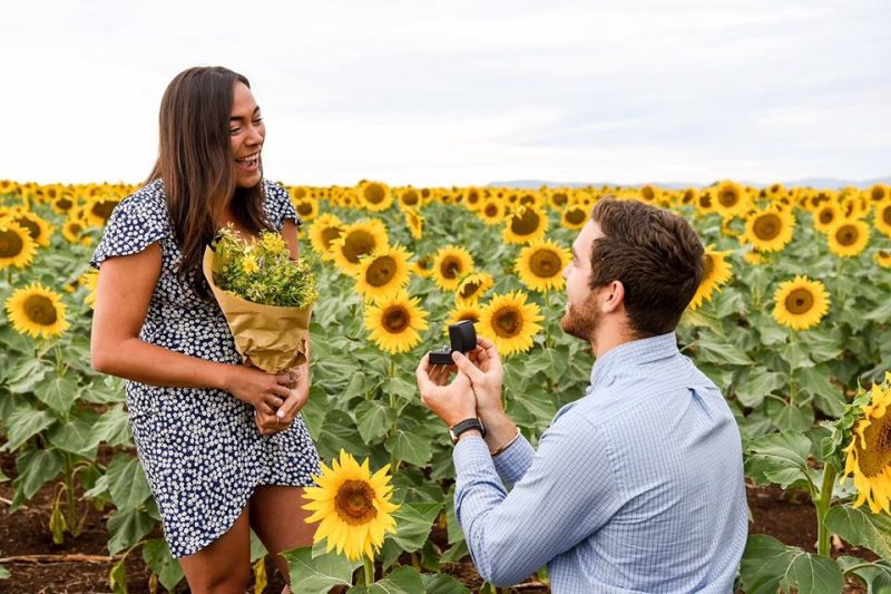 Man on knees presenting ring to standing woman in a field of sunflowers