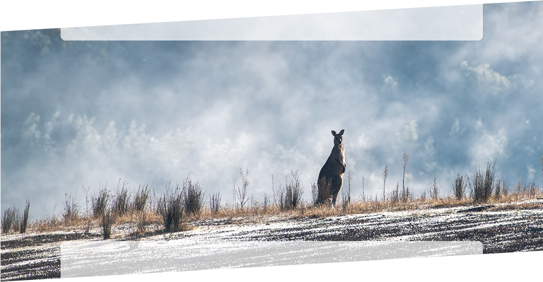 kangaroo
  in the mist 