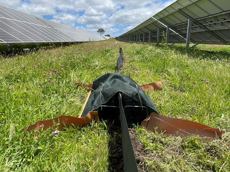 Drift fence trap line in the UNE solar farm. 