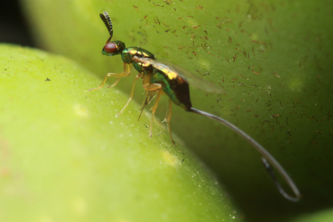 An image of the parasitoid wasp.