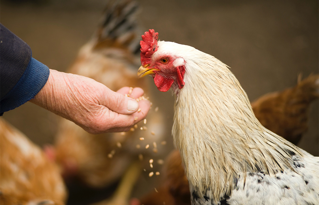 Chicken being hand fed.