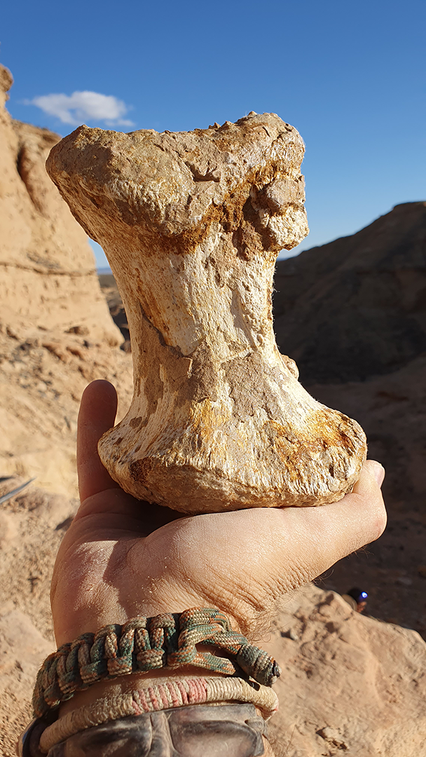 A Sauropod foot bone (metatarsal) 