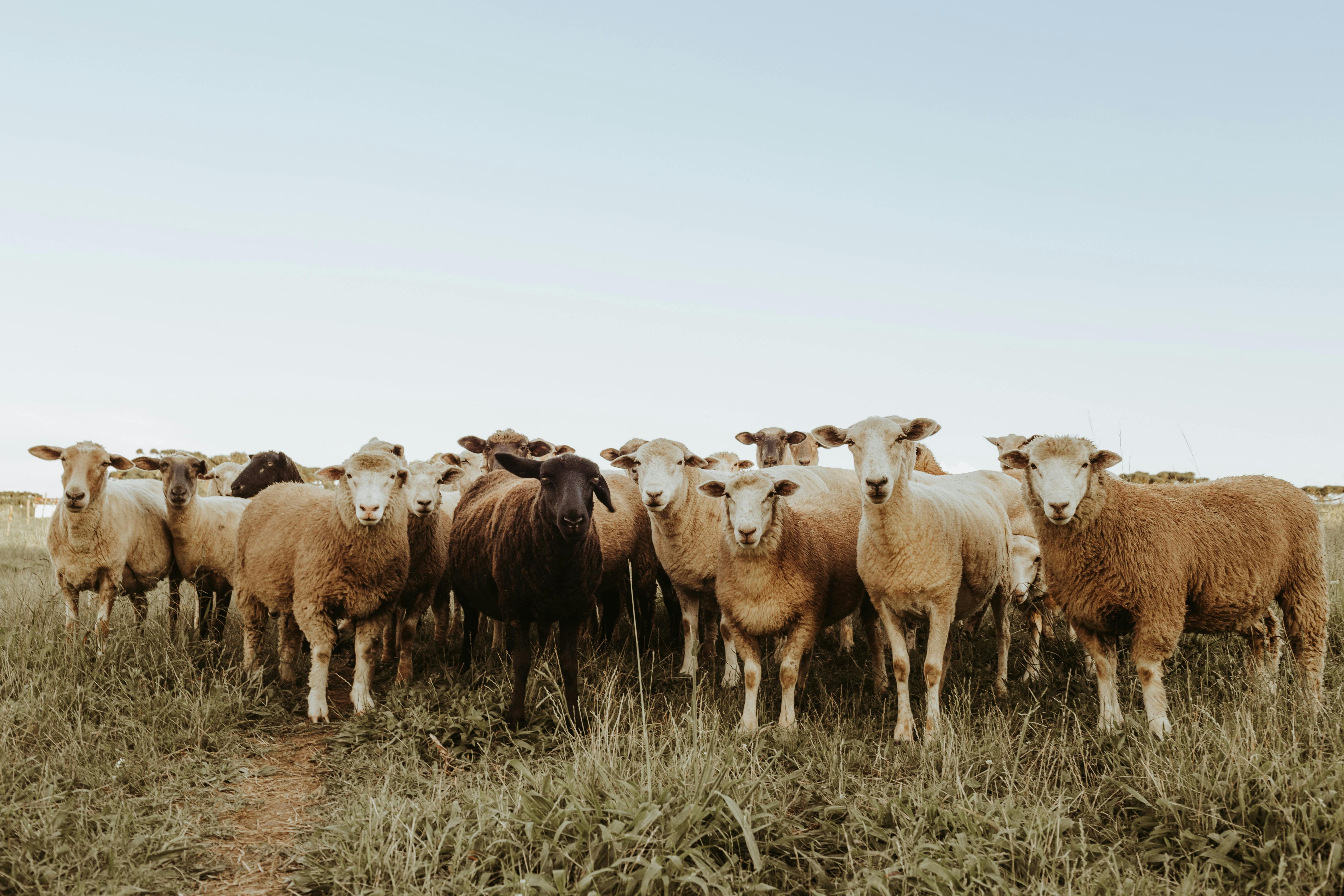 Flock of sheep in a paddock