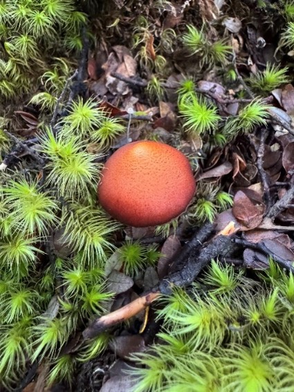 Botany & Fungi