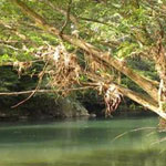 Tree overhanging a river's edge