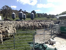 sheep in yards