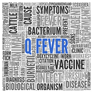 A word tag graph visualising the main concepts including q fever, cause, bacterium, vaccine, organism, disease, biological, diagnosis, clinic, cattle, symptoms, animal, agent and treatment.