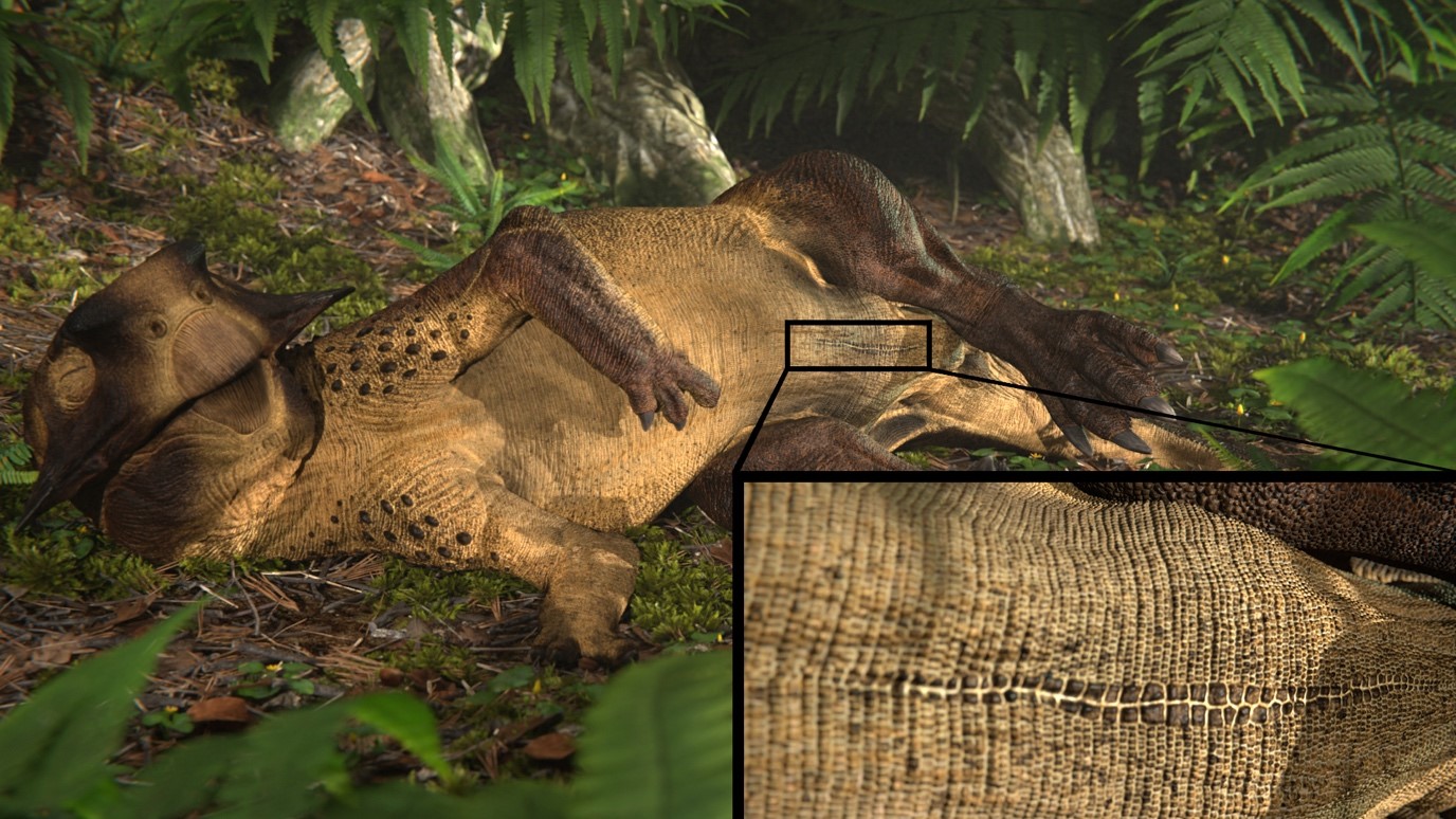 Illustration of the Early Cretaceous horned dinosaur Psittacosaurus which was discovered in northeast China and is a distant relative of Triceratops. The long umbilical scar is shown in the inset. Image Credit: Jagged Fang Designs.