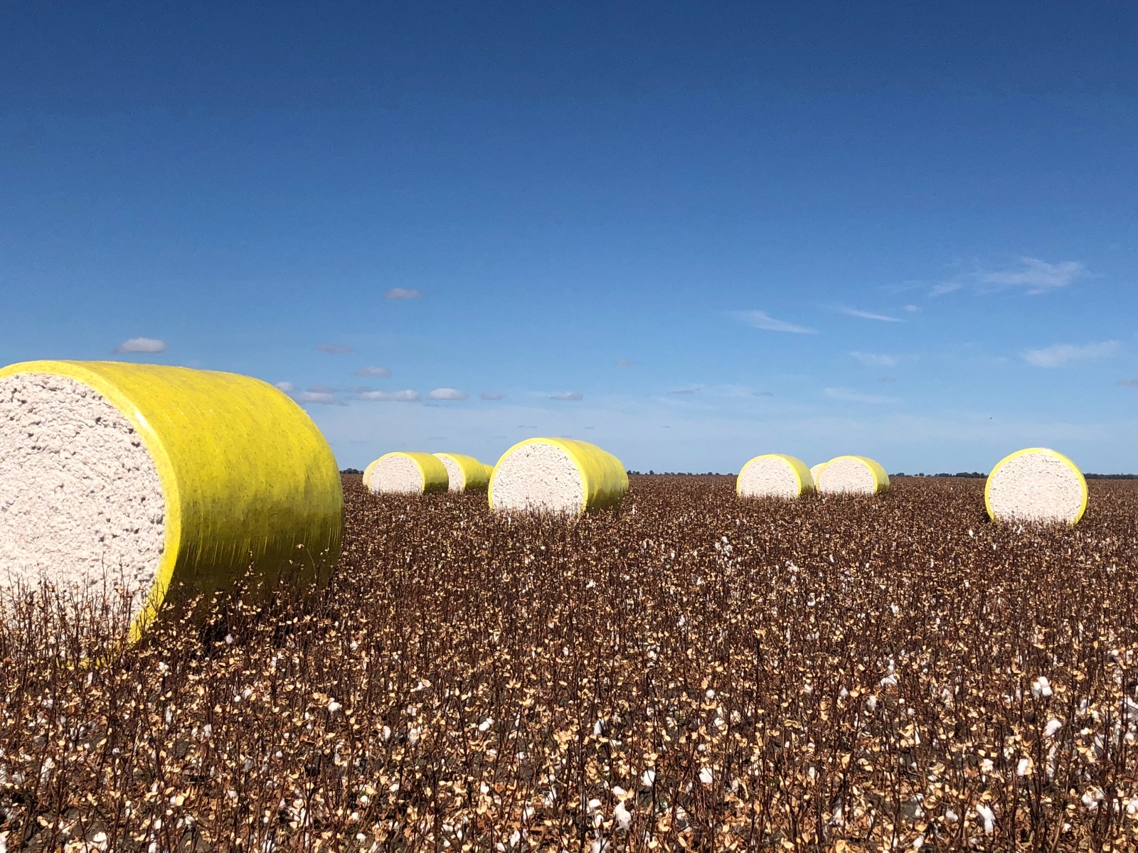 Cotton in moree