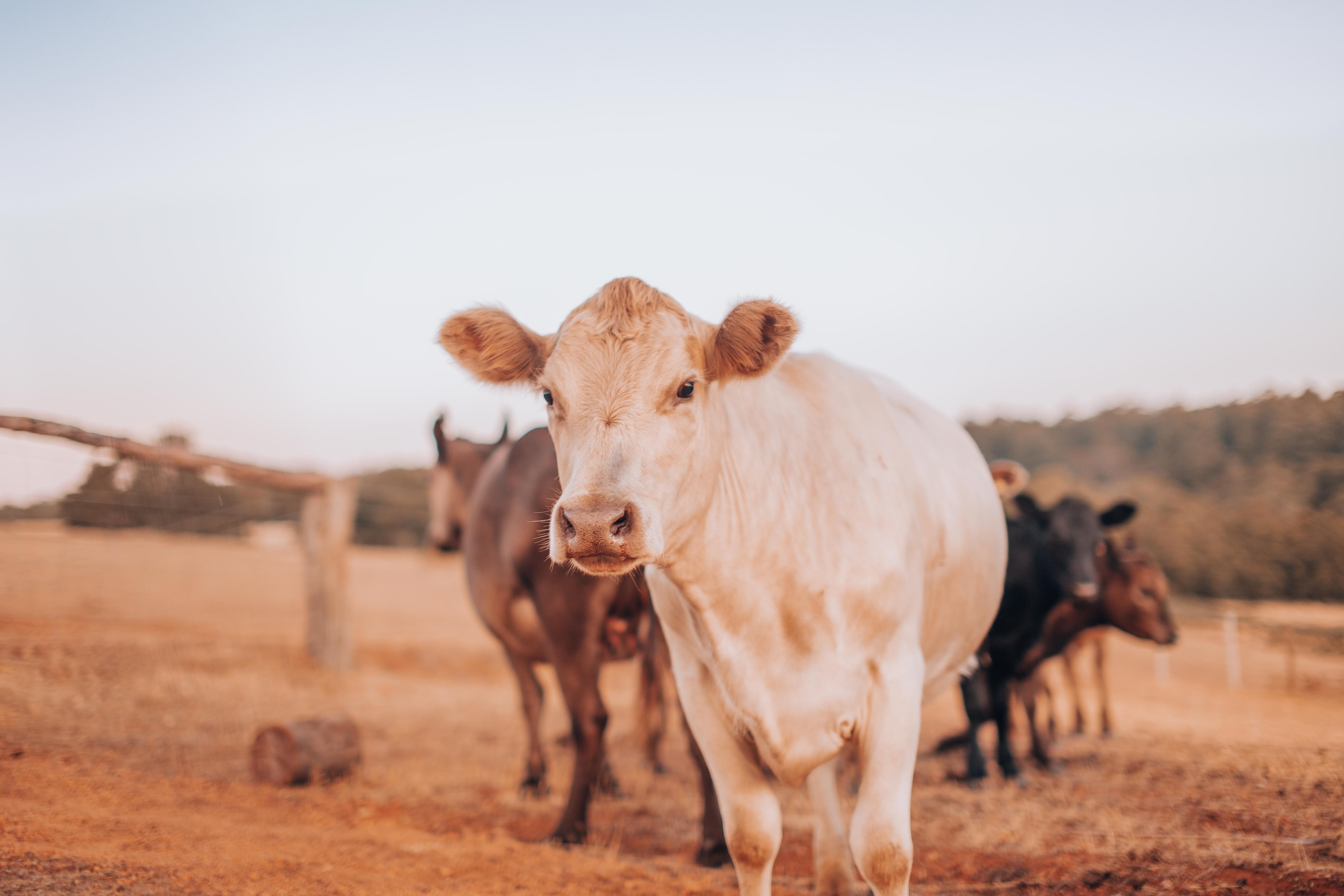 Cattle in paddock