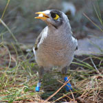 Noisy miner bird