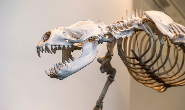 Dinosaur skeleton hanging in museum