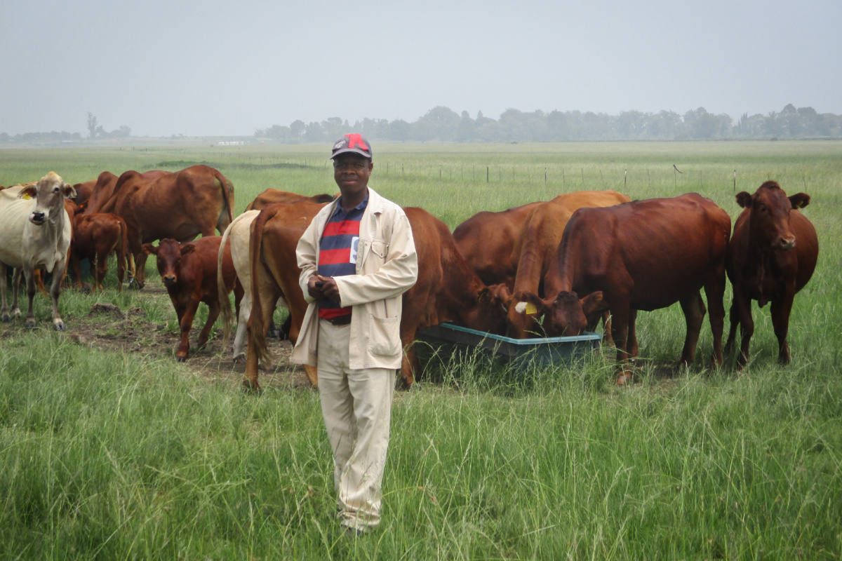 African cattle farmer