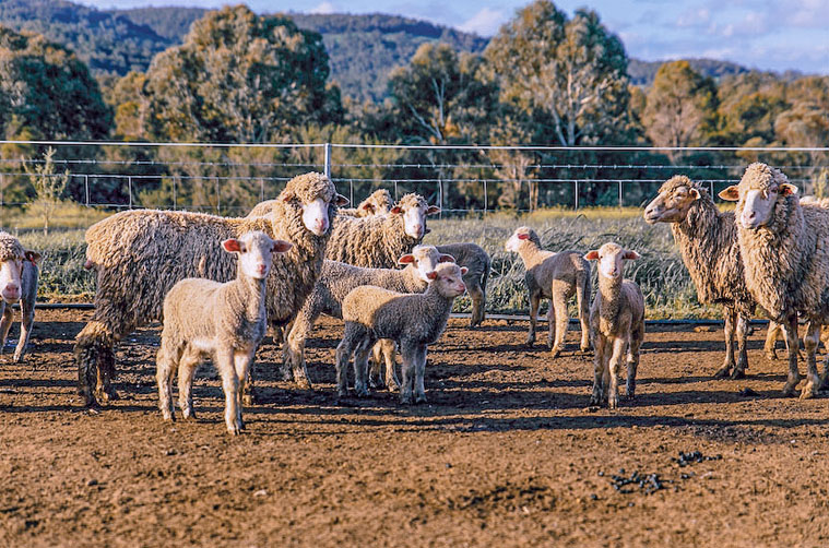 Sheep standing in a dirt paddock