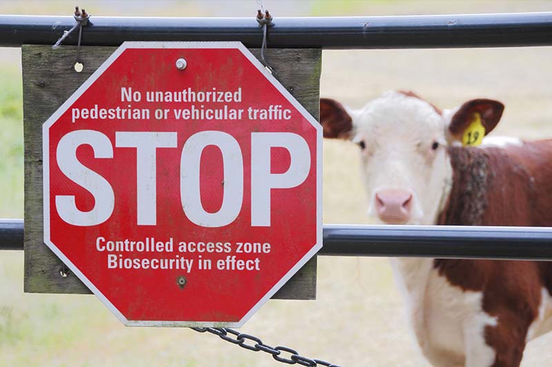A red stop sign attached to a fence alerting people that the area is a biosecurity zone. There is a brown and white cow in the background. 