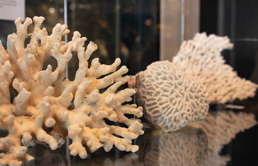 Image shows three pieces of coral from Charlie Veron's survey of the Solitary Islands while studying Zoology at UNE in the 1960s. 