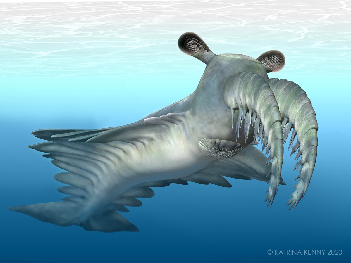 Illustration of 500-million-year-old Anomalocaris canadensis