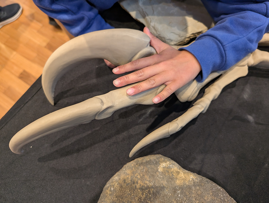 Person comparing their hand to a dinosaur claw