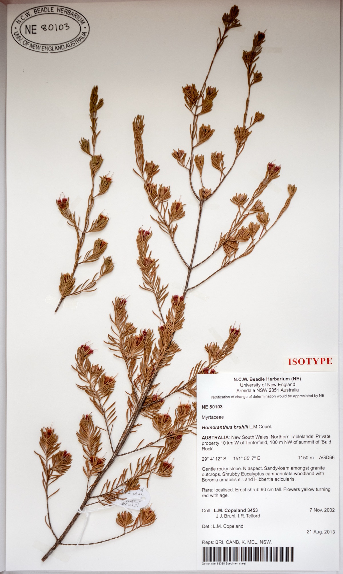 plant specimen displayed in folder