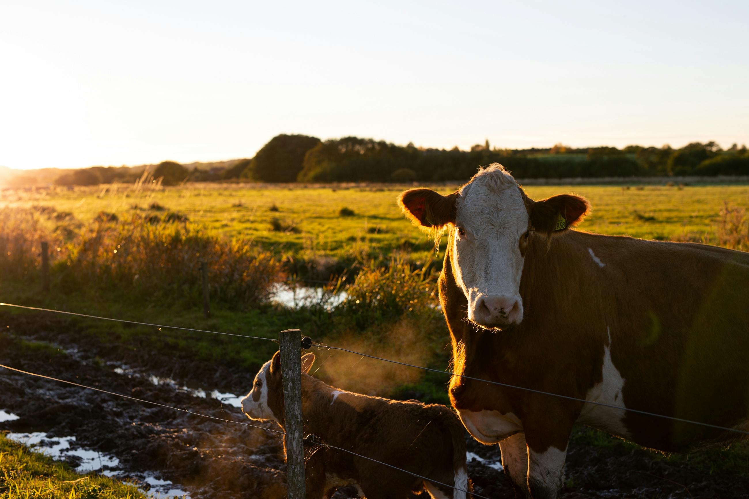 Cattle in a paddock
