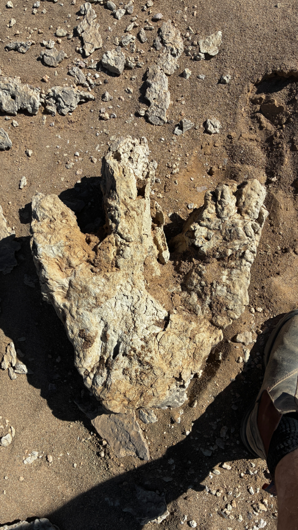 Dinosaur footprint 