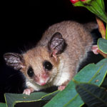 Pygmy possum