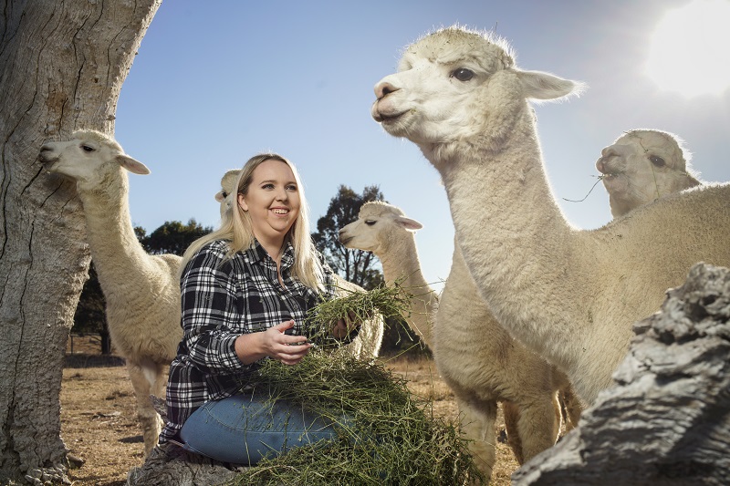 Paige Mathews feeding a group of alpacas