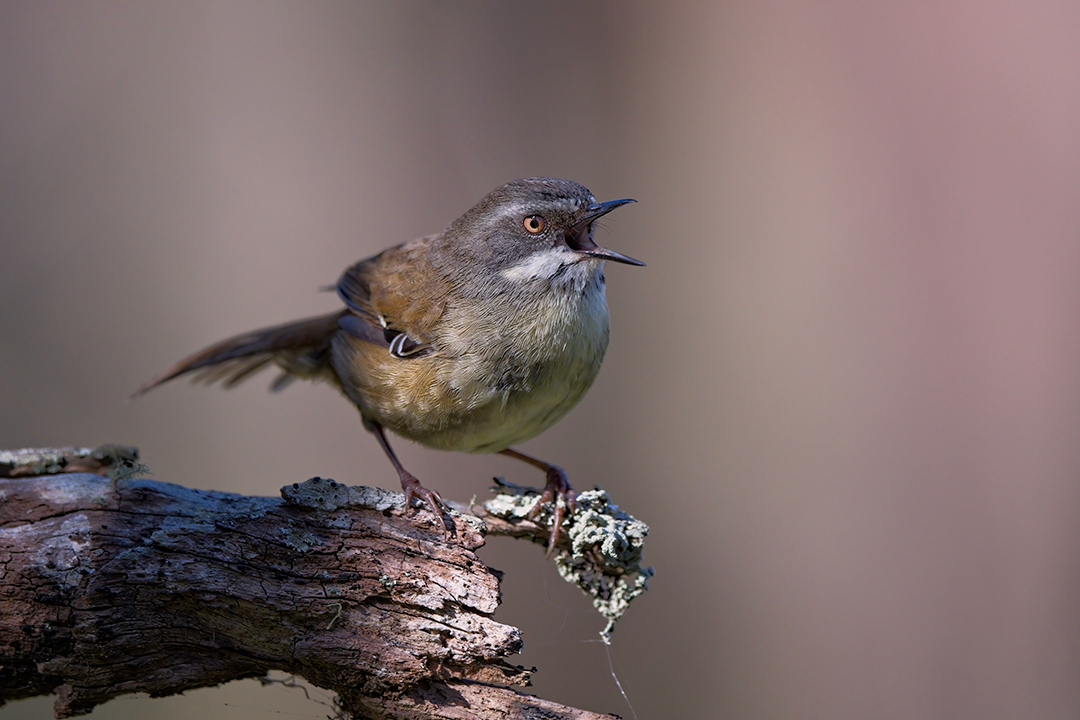 Whitebrowed Scrubwren at Newholme