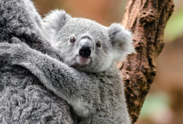 Baby koala on its mother's back