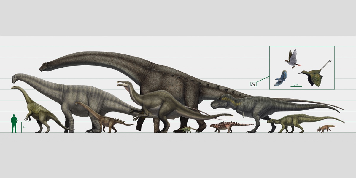 Illustration of dinosaurs to scale against the figure of a man.
