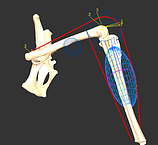 Software for Interactive Musculoskeletal Modelling