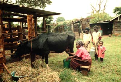 African family with mother milking the family cow