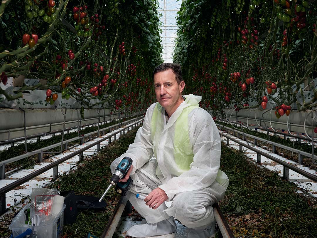UNE PhD candidate Phil Thomas holding a drill in the Costa Group's tomato glasshouse in Guya, NSW.