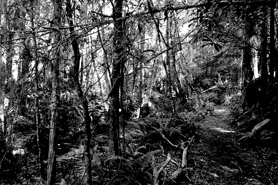 Black and white image of dense bushland 