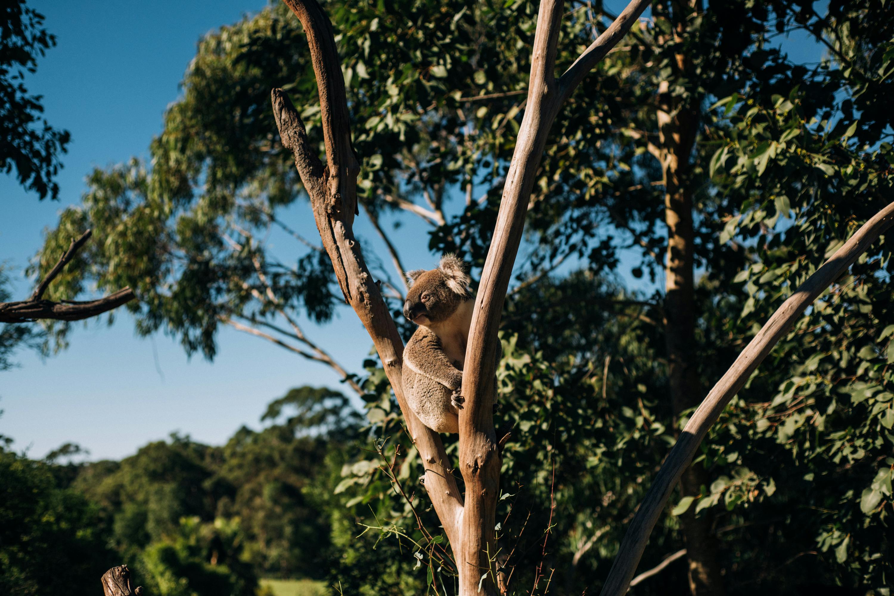 Koala sitting in a gumtree