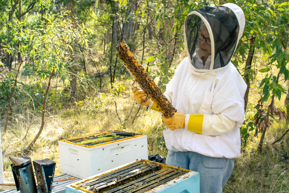 Carolyn Sonter inspecting beehives