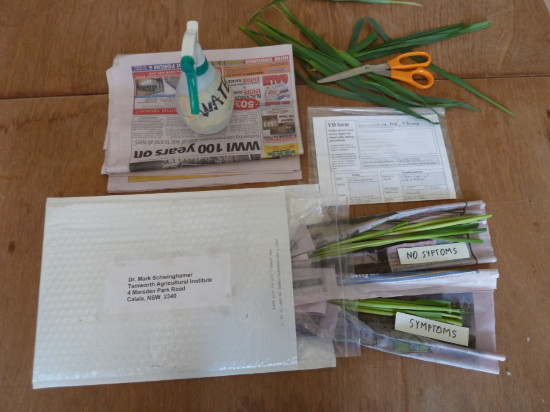 Equipment and packaging required to collect BYDV sample