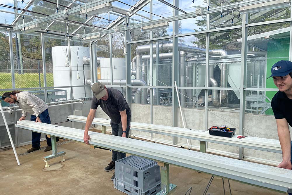 Phil Thomas and two people from Costa Group constructing the experiment within UNE's glasshouse complex.